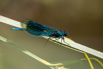 Libelle