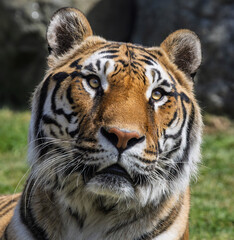Headshot of a tiger lying on grass in a Lincolnshire zoo