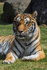 Tiger laying on grass in a zoo in Lincolnshire UK