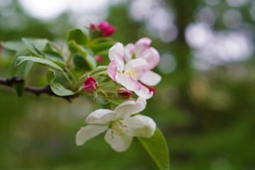 White apple tree flowers close up in green garden