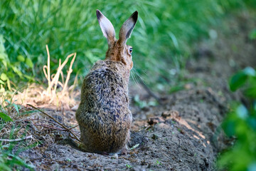 hare in close up