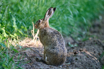 hare in close up