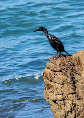 Lone Cormorant