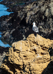 Solo Gull