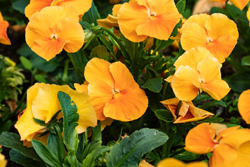 Różnokolorowe bratki w ogrodzie wiosennym © Krzysztof