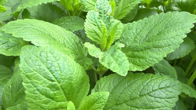 Melissa officinalis lemon balm perennial plant in the mint family