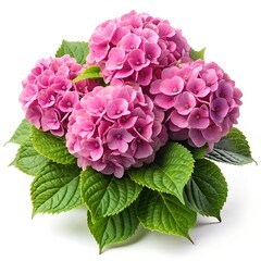 pink hydrangea flowers