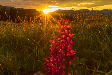 Allgäu - Sonnenuntergang - Blumenwiese - Frühling - Oberstdorf
