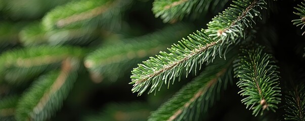 Lush evergreen boughs, vibrant green needles, shallow depth of field, focus on a single branch, soft light