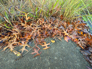 Photograph of wet brown unusually shaped leaves lying on the ground near green plants in a small carpark in the Blue Mountains in NSW, Australia.