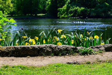 Photo with a large stone and yellow flowers in front of a large pond and woods. On a blurred background - Rivierenhof, Deurne (Belgium)