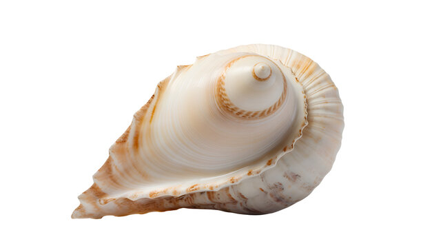 sea shell transparent background png