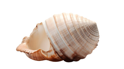 Obraz premium sea shell transparent background png