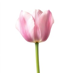 Fototapeta premium Elegant close-up of delicate pink tulip with gentle petals and simple stem against white background. Ideal for romantic compositions, botanical prints and springtime projects