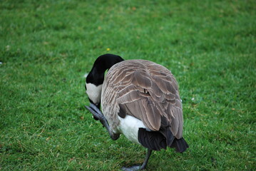 goose on the grass