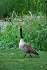 goose in profile