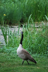 goose in profile