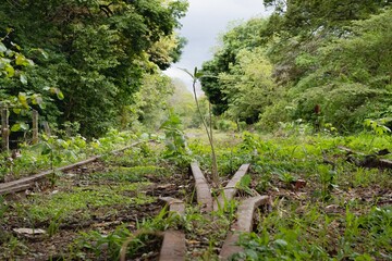 Overgrown Abandoned Railway Tracks in Nature