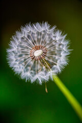 Fototapeta premium dandelion seed head