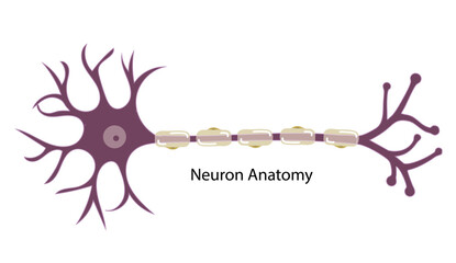 Neuron Anatomy 