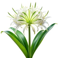 Obraz premium white chrysanthemum isolated on white background