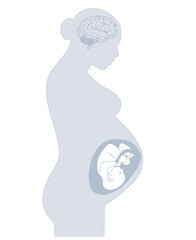 Maternal Neuroanatomy & Fetal Development 