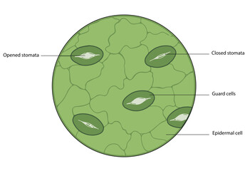 Stomatal Complex in Leaf Epidermis