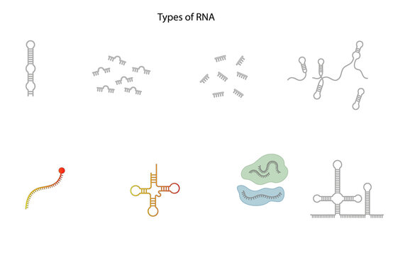 Vector Illustration of RNA Molecule Types