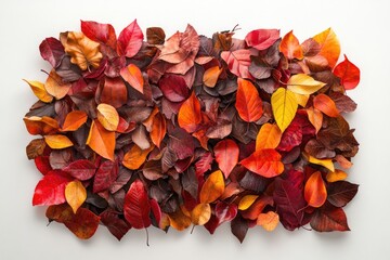 A collection of autumn leaves in various shades of red, orange, and brown.
