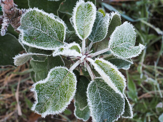 Close-up of frost on green leaves. Frost, the arrival of winter