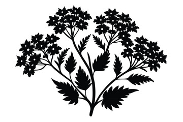 Obraz premium Verbena Flower Silhouette Illustration Detailed Black Floral Design with Stem and Leaves Artwork