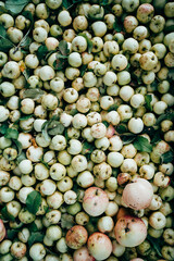 Fresh ripe green apples pile with leaves. Organic food harvest. Top view