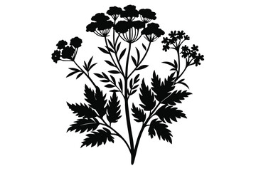 Dark Silhouette of Flowering Water Hemlock Plant with Intricate Leaf Details