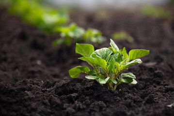 Young potato sprouts growing in rows in a farm field. Agricultural plants. Selective focus. Soft focus.