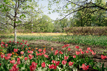 Spring blooming of tulip fields among the trees