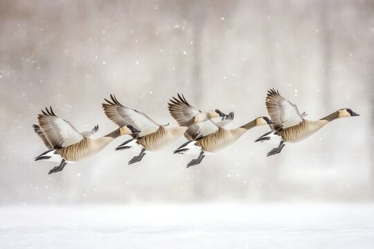 Four snow geese in flight during a snowstorm, wings spread wide, showcasing their elegant form against a blurred winter background.