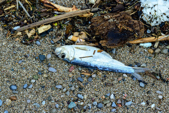 Alewife (Alosa pseudoharengus ) washed up dead on the shore of Lake Ontario in spring. This species of herring is invasive to the Great Lakes	room for text
