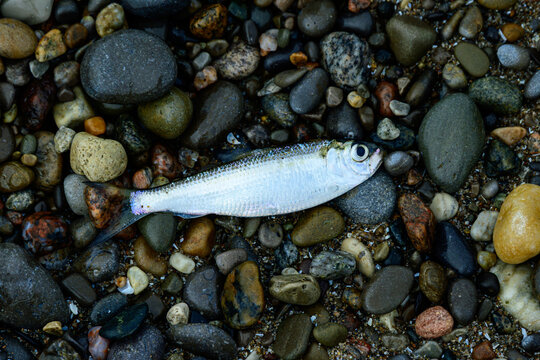 Alewife (Alosa pseudoharengus ) washed up dead on the shore of Lake Ontario in spring. This species of herring is invasive to the Great Lakes	room for text