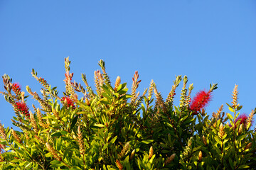 Top of the blooming Bottlebrush or Callistemon bush plant in front of blue sky