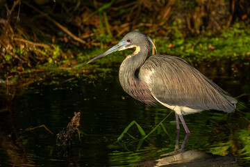 Tricolored heron standing in a pond