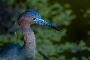 Close-up of a little blue heron