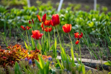 Fototapeta premium red and yellow tulips
