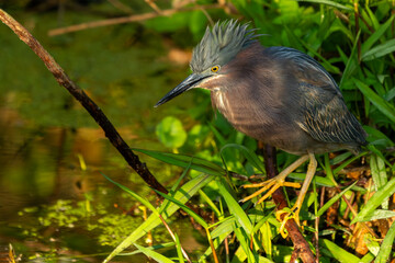 A green heron perched in a marsh