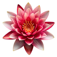 Water Lily Flower Red Petals Only Red Colour
