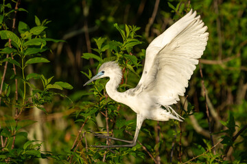 A juvenile tri-colored heron landing in a marsh