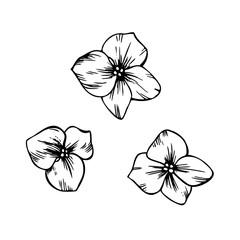 Fototapeta premium Hydrangea separate small cute flowers. Graphic line art hand drawn ink black and white illustration vector clip art.. Set of separate elements isolated