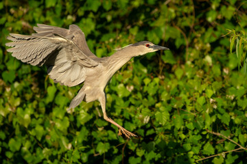 A black-crowned night heron flying over a marsh