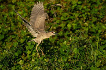 A black-crowned night heron flying over a marsh