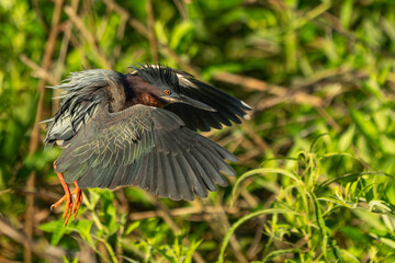A green heron landing in a marsh