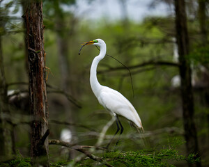 Obraz premium Elegance in the Swamp Louisiana Wildlife 
